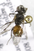 (Sphecodes CHL01 - CCDB-09987 G10)  @12 [ ] Copyright (2011) Laurence Packer York University