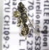 (Chilicola curvapeligrosa - CCDB-09997 B10)  @13 [ ] Copyright (2011) Laurence Packer York University