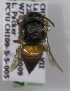  (Coelioxys pergandei - CCDB-09997 D12)  @12 [ ] Copyright (2011) Laurence Packer York University