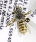  (Calliopsis rigormortis - CCDB-09997 E06)  @12 [ ] Copyright (2011) Laurence Packer York University