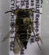  (Coelioxys CHL01 - CCDB-09997 G01)  @13 [ ] Copyright (2011) Laurence Packer York University