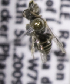  (Xeromelissa n. sp. eyzaguirre - CCDB-10037 C02)  @12 [ ] Copyright (2011) Laurence Packer York University