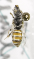  (Xeromelissa sp5 - CCDB-10037 C06)  @12 [ ] Copyright (2011) Laurence Packer York University