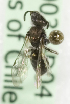  (Caenohalictus cuprellus2 - CCDB-10037 D04)  @13 [ ] Copyright (2011) Laurence Packer York University
