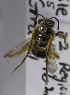  (Ruizantheda proxima - CCDB-10040 A01)  @13 [ ] Copyright (2011) Laurence Packer York University