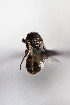  (Xenochilicola newspA - CCDB-28316 D03)  @12 [ ] CreativeCommons - Attribution (2015) Laurence Packer York University