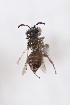  (Townsendiella rufiventris - CCDB-28313 D05)  @13 [ ] CreativeCommons - Attribution (2016) Laurence Packer York University