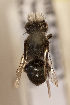 (Colletes nigropilosus - CCDB-30346 D10)  @11 [ ] CreativeCommons - Attribution (2017) Laurence Packer York University