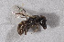  (Xenochilicola - CCDB-30387 E02)  @13 [ ] CreativeCommons - Attribution (2018) Laurence Packer York University