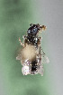  (Lasioglossum sp2 - CCDB-28316 E06)  @11 [ ] CreativeCommons - Attribution (2015) Laurence Packer York University