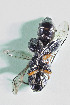  (Chilicola mirzamalae - CCDB-28313 E08)  @11 [ ] CreativeCommons - Attribution (2016) Laurence Packer York University