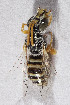  ( - CCDB-30387 E08)  @11 [ ] CreativeCommons - Attribution (2018) Laurence Packer York University
