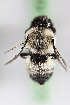  (Megachile CHL09 - CCDB-28316 F01)  @13 [ ] CreativeCommons - Attribution (2015) Laurence Packer York University