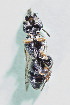  (Chilicola penai - CCDB-28313 F01)  @13 [ ] CreativeCommons - Attribution (2016) Laurence Packer York University