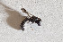  (Chilicola longiceps - CCDB-28313 F02)  @12 [ ] CreativeCommons - Attribution (2016) Laurence Packer York University