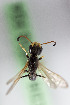 (Trachypus denticollis - CCDB-28316 F04)  @13 [ ] CreativeCommons - Attribution (2015) Laurence Packer York University