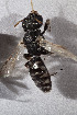  (Spinoliella opaca - CCDB-30387 F11)  @14 [ ] CreativeCommons - Attribution (2018) Laurence Packer York University