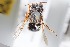  (Anthidium danieli - CCDB-28315 G03)  @11 [ ] CreativeCommons - Attribution (2015) Laurence Packer York University
