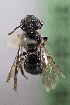  (Corynura spCHILT - CCDB-28316 G03)  @11 [ ] CreativeCommons - Attribution (2015) Laurence Packer York University