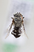  (Isepeolus sp - CCDB-28313 G03)  @11 [ ] CreativeCommons - Attribution (2016) Laurence Packer York University