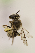  ( - CCDB-30347 G03)  @11 [ ] CreativeCommons - Attribution (2017) Laurence Packer York University