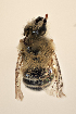  (Xanthocotelles sp - CCDB-30346 G03)  @11 [ ] CreativeCommons - Attribution (2017) Laurence Packer York University