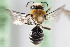  (Lonchopria zonalis - CCDB-28316 G05)  @13 [ ] CreativeCommons - Attribution (2015) Laurence Packer York University