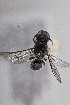  ( - CCDB-30387 G05)  @13 [ ] CreativeCommons - Attribution (2018) Laurence Packer York University