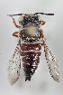  (Coelioxys menthae - CCDB-30384 G12)  @14 [ ] CreativeCommons - Attribution (2017) Laurence Packer York University