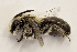  (Colletes speculiferus - CCDB-24582 H05)  @14 [ ] CreativeCommons - Attribution (2016) Laurence Packer York University