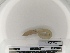  (Aporrectodea rubra - DFM-0700)  @11 [ ] by-nc-sa (2021) Thibaud Decaëns Universite Montpellier, CEFE Lab