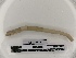  (Aporrectodea caliginosa - DFM-0738)  @11 [ ] by-nc-sa (2021) Thibaud Decaëns Universite Montpellier, CEFE Lab