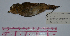  ( - MNHN_5849)  @11 [ ] Copyright (2015) Museo Nacional de Historia Natural Museo Nacional de Historia Natural