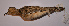  ( - MNHN_6054)  @11 [ ] Copyright (2015) Museo Nacional de Historia Natural Museo Nacional de Historia Natural