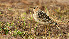  ( - MNHN_6056)  @11 [ ] CreativeCommons - Attribution Non-Commercial Share-Alike (2010) Tim Lenz NA