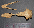  (Rhea americana - SCT_579)  @11 [ ] Copyright (2015) Museo Nacional de Historia Natural Museo Nacional de Historia Natural