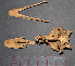  ( - SCT_579)  @11 [ ] Copyright (2015) Museo Nacional de Historia Natural Museo Nacional de Historia Natural