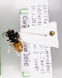  (Megachile abdominalis - CCDB-09843 A12)  @13 [ ] Unspecified (default): All Rights Reserved (2011) Unspecified York University