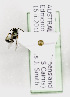  (Lasioglossum AUS5 - CCDB-09843 D10)  @12 [ ] Unspecified (default): All Rights Reserved (2011) Unspecified York University