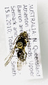  (Lasioglossum AUSspC - CCDB-09843 F09)  @13 [ ] Unspecified (default): All Rights Reserved (2011) Unspecified York University