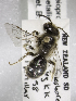  (Leioproctus metallicus - CCDB-15284 B08)  @11 [ ] CreativeCommons - Attribution Non-Commercial Share-Alike (2011) Packer Collection York University York University