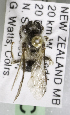  (Leioproctus kanapuu - CCDB-15284 C07)  @11 [ ] CreativeCommons - Attribution Non-Commercial Share-Alike (2011) Packer Collection York University York University