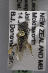  (Leioproctus waipounamu - CCDB-15284 D02)  @11 [ ] CreativeCommons - Attribution Non-Commercial Share-Alike (2011) Packer Collection York University York University