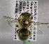  (Leioproctus notocolletes A - CCDB-15284 H07)  @11 [ ] CreativeCommons - Attribution Non-Commercial Share-Alike (2011) Packer Collection York University York University
