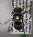  (Megachile AUS7 - CCDB-15284 H10)  @13 [ ] CreativeCommons - Attribution Non-Commercial Share-Alike (2011) Packer Collection York University York University