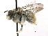  ( - 06709E10-NM)  @13 [ ] CreativeCommons - Attribution (2016) CBG Photography Group Centre for Biodiversity Genomics