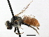  ( - 06709E12-NM)  @13 [ ] CreativeCommons - Attribution (2016) CBG Photography Group Centre for Biodiversity Genomics