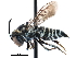  ( - 06709F01-AZ)  @13 [ ] CreativeCommons - Attribution (2016) CBG Photography Group Centre for Biodiversity Genomics