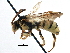  ( - 06709H07-BC)  @13 [ ] CreativeCommons - Attribution (2016) CBG Photography Group Centre for Biodiversity Genomics