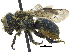  ( - 06745F11-WA)  @15 [ ] CreativeCommons - Attribution (2016) CBG Photography Group Centre for Biodiversity Genomics